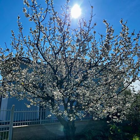 A Casa Di Marco Guesthouse - Apt Di Ciampino E Stazione Per Roma Marino Dış mekan fotoğraf